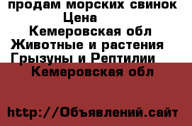 продам морских свинок  › Цена ­ 600 - Кемеровская обл. Животные и растения » Грызуны и Рептилии   . Кемеровская обл.